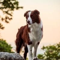 Monta border collie