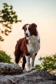 Monta border collie
