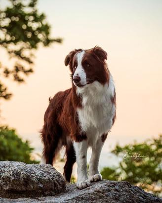 Monta border collie