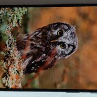 smartphone  OnePlus 9