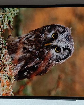 smartphone  OnePlus 9