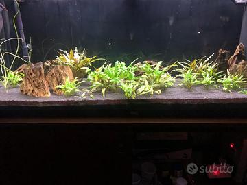 Acquario Juwel Rio 240