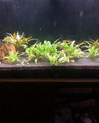Acquario Juwel Rio 240