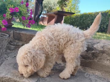Lagotto Romagnolo cuccioli