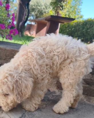 Lagotto Romagnolo cuccioli