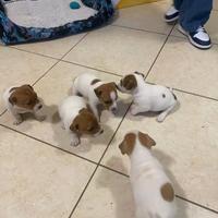 Cuccioli di jack russel