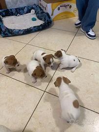 Cuccioli di jack russel
