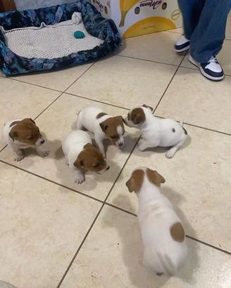 Cuccioli di jack russel