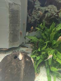 ancistrus baby gold