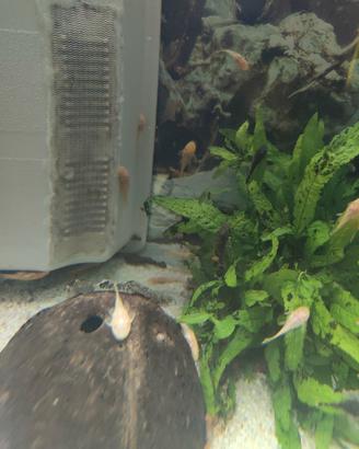 ancistrus baby gold