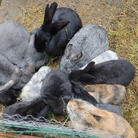 Simpatici sani coniglietti domestici di 6 mesi