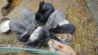 Simpatici sani coniglietti domestici