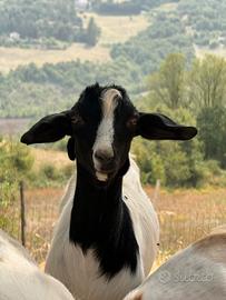 Becco di 5 mesi senza corna 