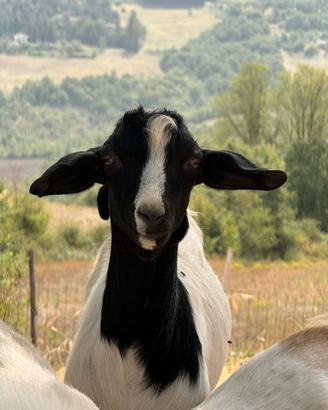 Becco di 5 mesi senza corna 