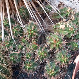 grande ferocactus robustus