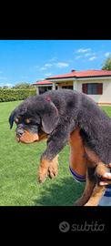 Cucciolo rottweiler pedigree