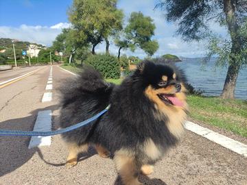 Volpino della pomerania, spitz x monta