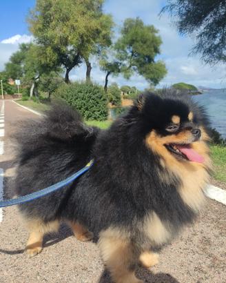 Volpino della pomerania, spitz x monta