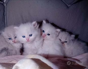 Gattini Ragdoll/Persiano