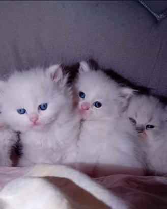Gattini Ragdoll/Persiano