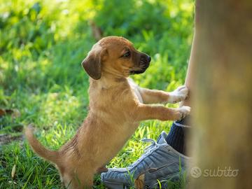Cuccioli Pinscher Volpino