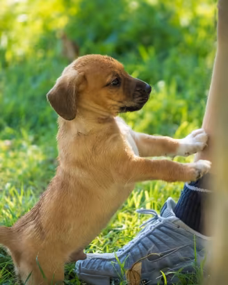 Cuccioli Pinscher Volpino