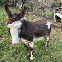 Asino maschio 8 anni-Pezzato