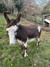 Asino maschio 8 anni-Pezzato
