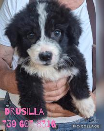 Drusilla cucciola futura taglia grande