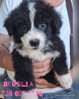 Drusilla cucciola futura taglia grande