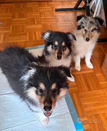 Cuccioli di Collie Scozzese con pedigree