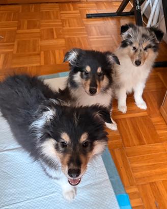 Cuccioli di Collie Scozzese con pedigree