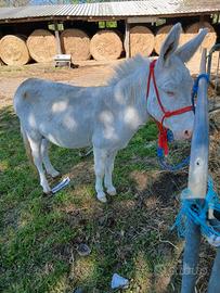 Asini mini asino albino