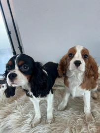 Cavalier king