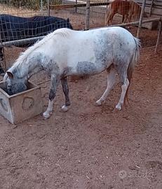 Pony femmina
