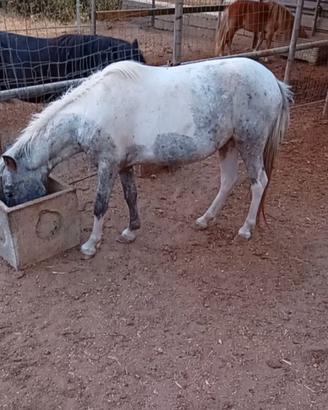 Pony femmina