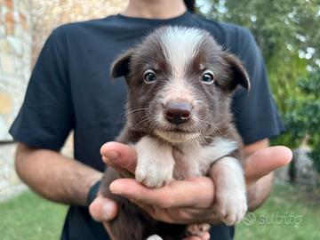 Cuccioli Border collie maschi