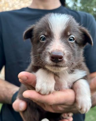 Cuccioli Border collie maschi