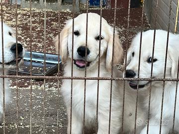 Cuccioli di Golden Retriever