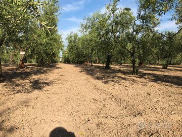 Terreno uliveto