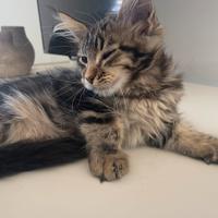 Maine coon con pedigree