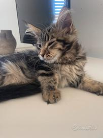 Maine coon con pedigree