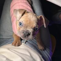 Cucciolo di bulldog francese femmina