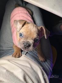 Cucciolo di bulldog francese femmina