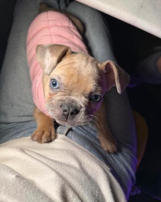 Cucciolo di bulldog francese femmina