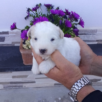 Vendesi cuccioli maltese