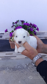 Vendesi cuccioli maltese