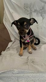 Cucciola chihuahua