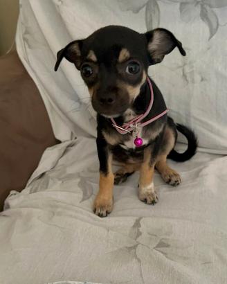 Cucciola chihuahua