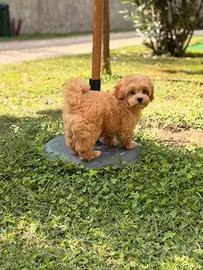 Maltipoo